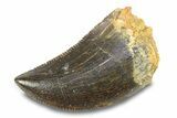 Serrated Theropod Tooth - Morocco #291882-1